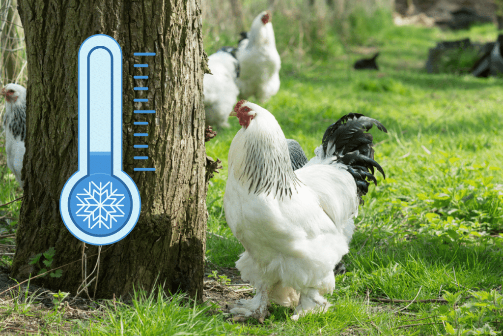 how cold can brahma chickens tolerate