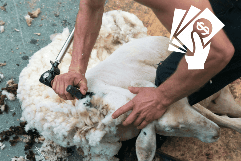 how much does sheep shearing cost
