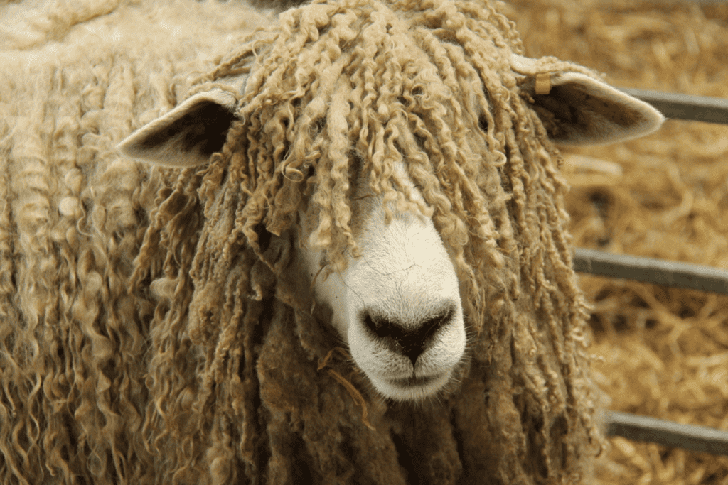lincoln sheep
