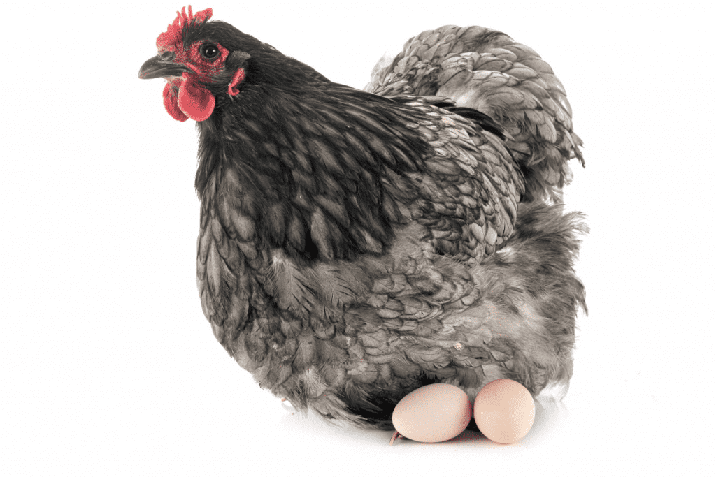 orpington chicken eggs