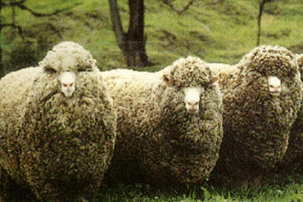 polwarth sheep