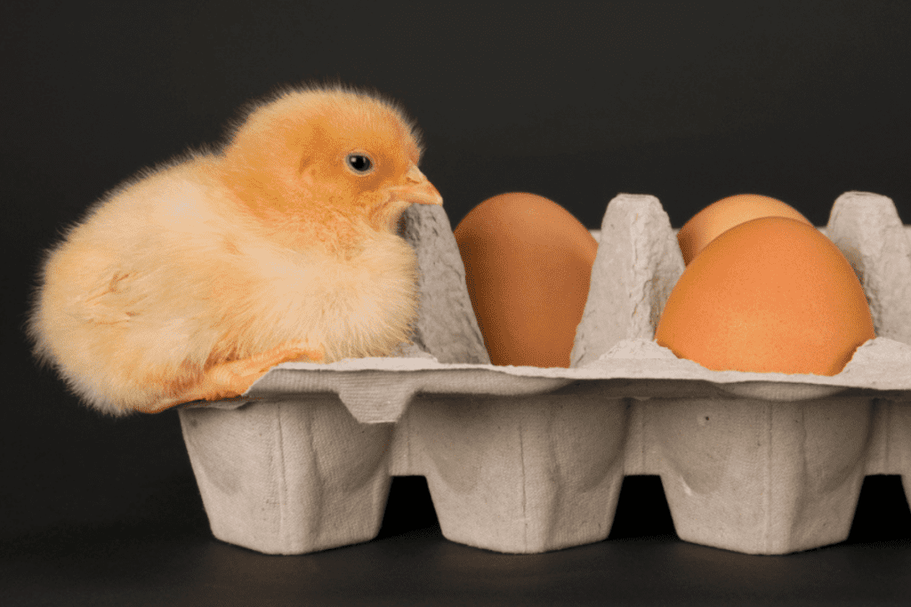 rhode island reds chicks eggs and growth questions