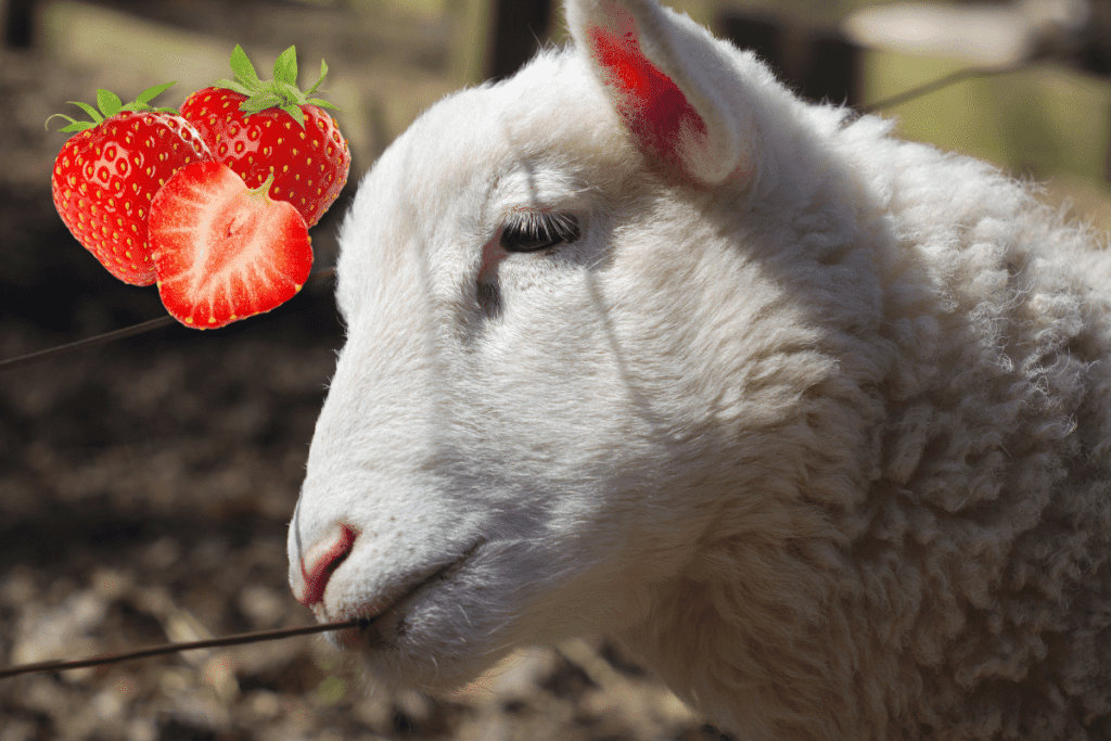 sheep eating fruit strawberry