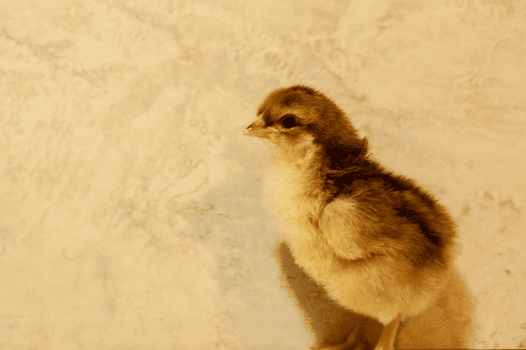 sussex chicks and egg information