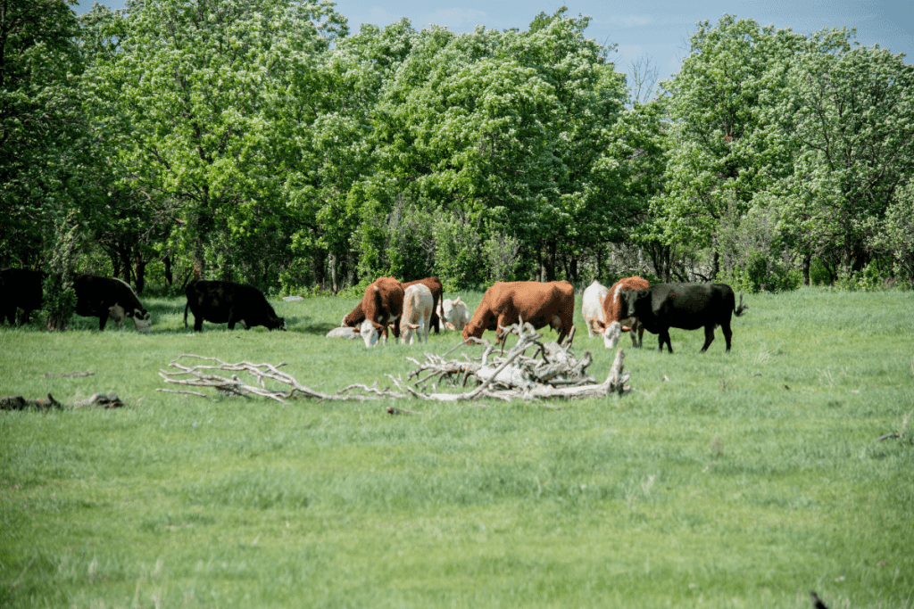 tips for a good cow pasture