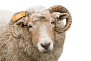 what to do if a sheep breaks a horn