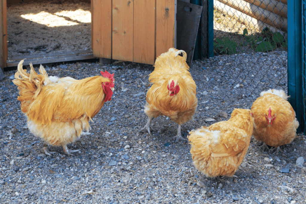 what to feed orpington chickens