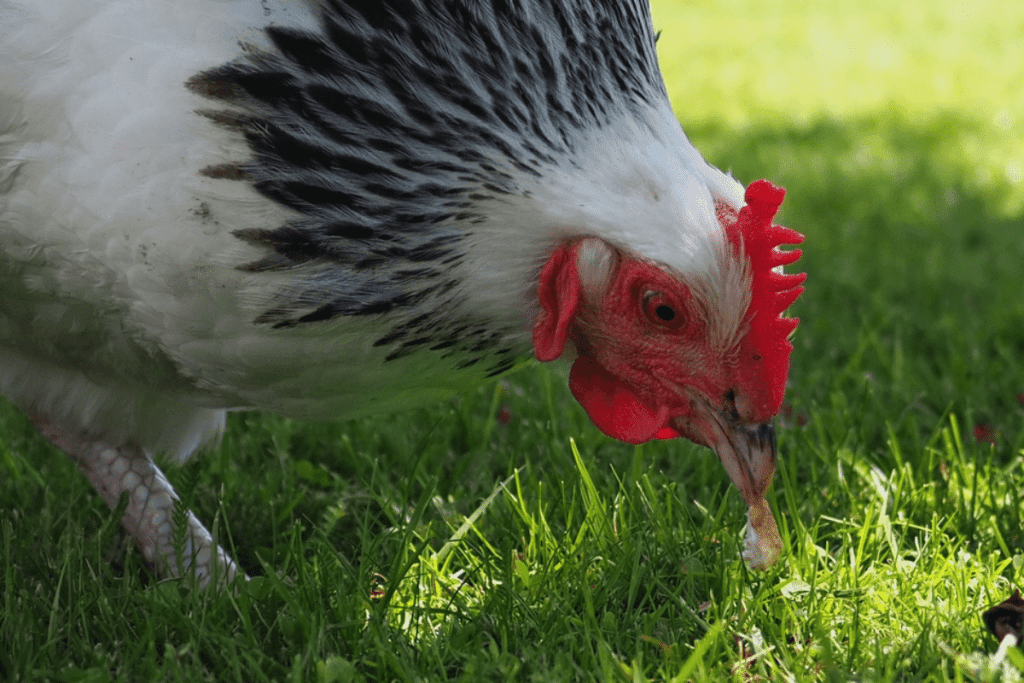 what to feed sussex chickens
