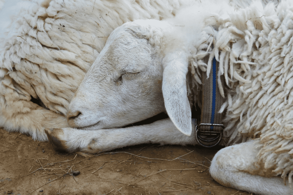 where do sheep sleep