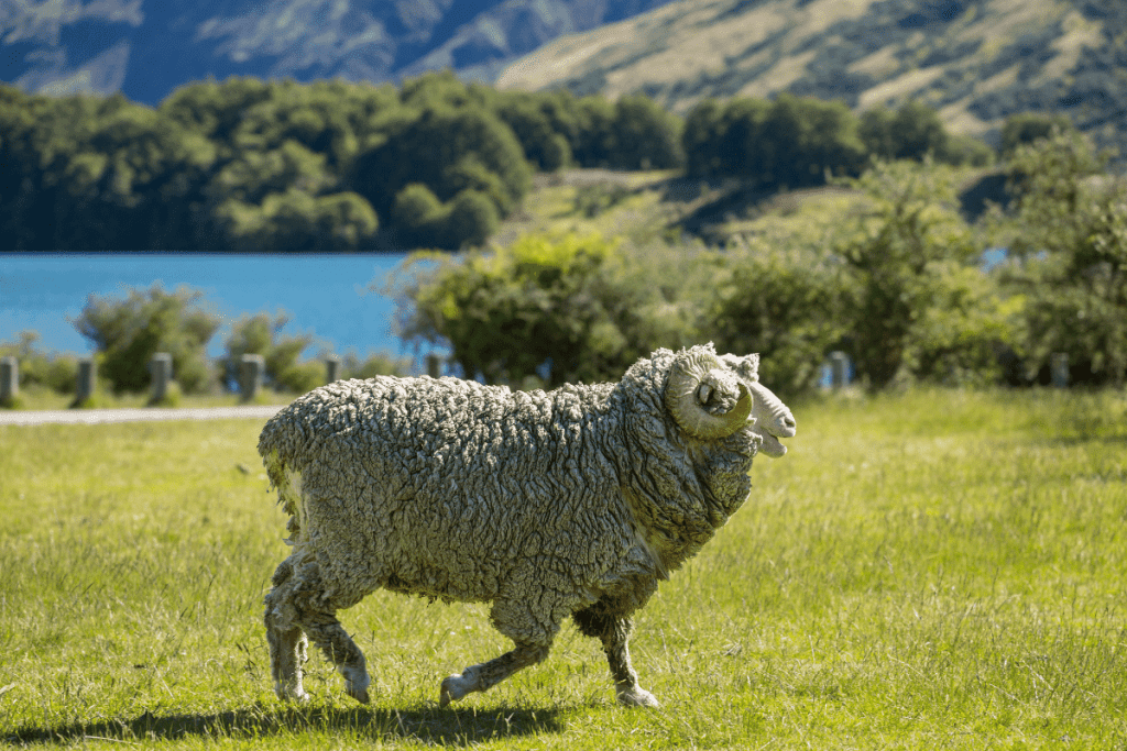 which sheep is best for wool merino