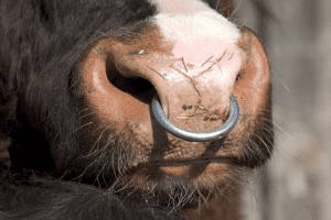why do cows have nose rings
