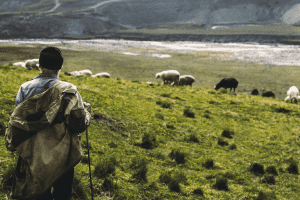 why do sheep need a shepherd