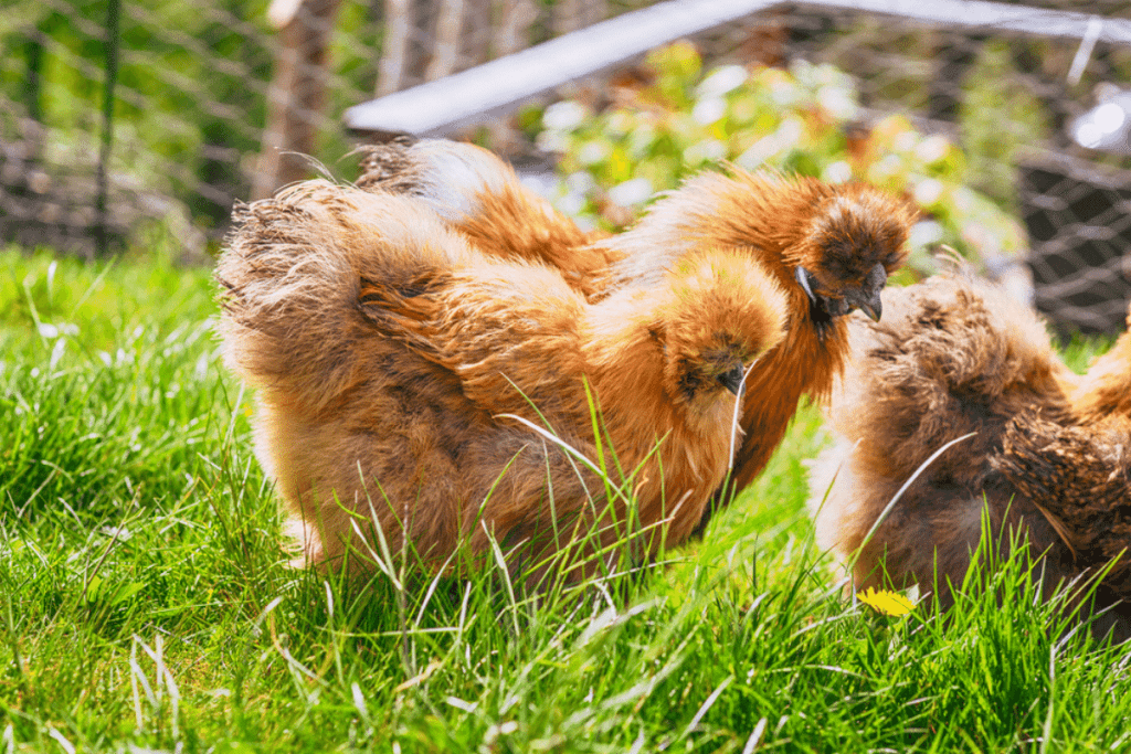 why do silkie chickens fight