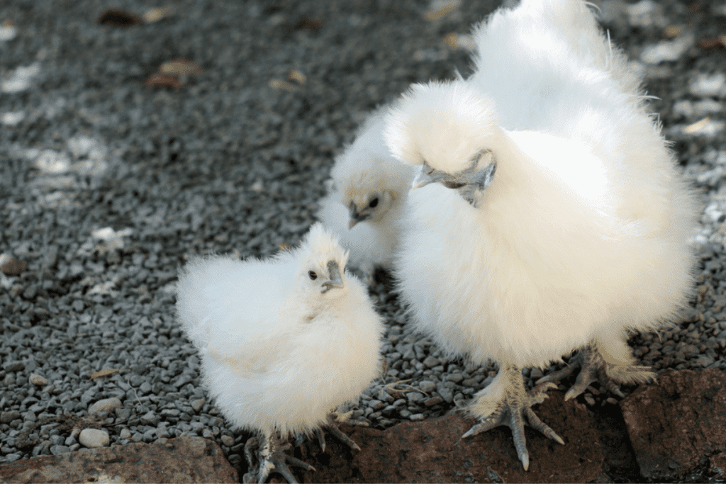 why do silkie chickens have 5 toes