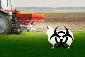 will fertilizer hurt sheep