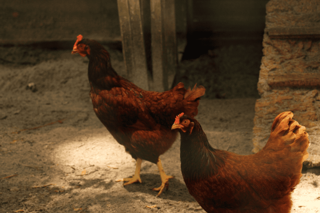 will rhode island reds get along with other chickens