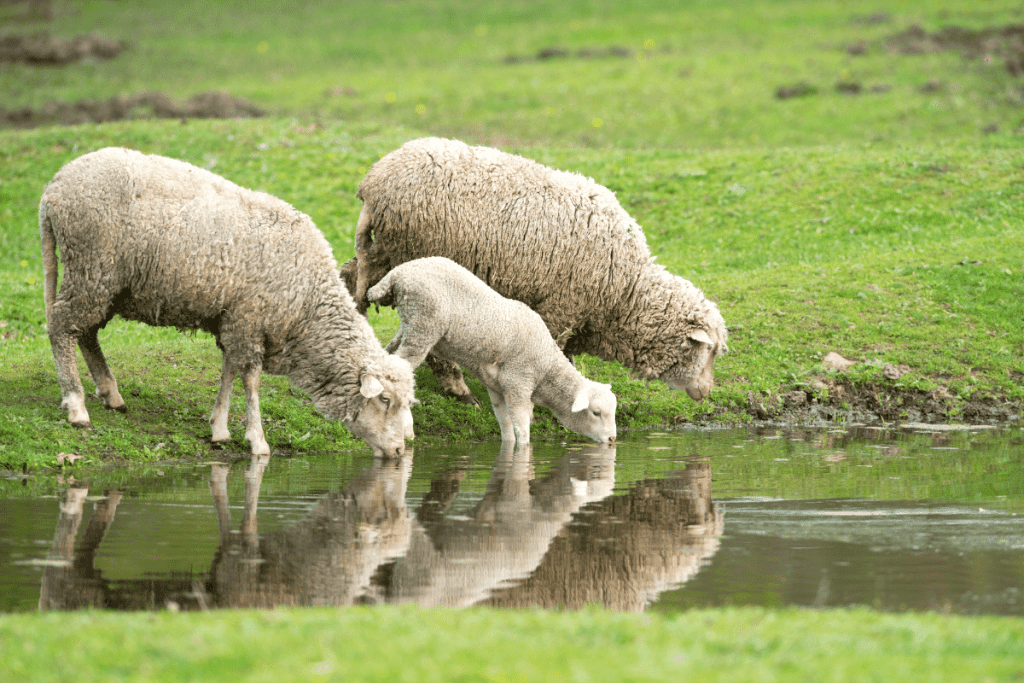 will sheep drink from running water