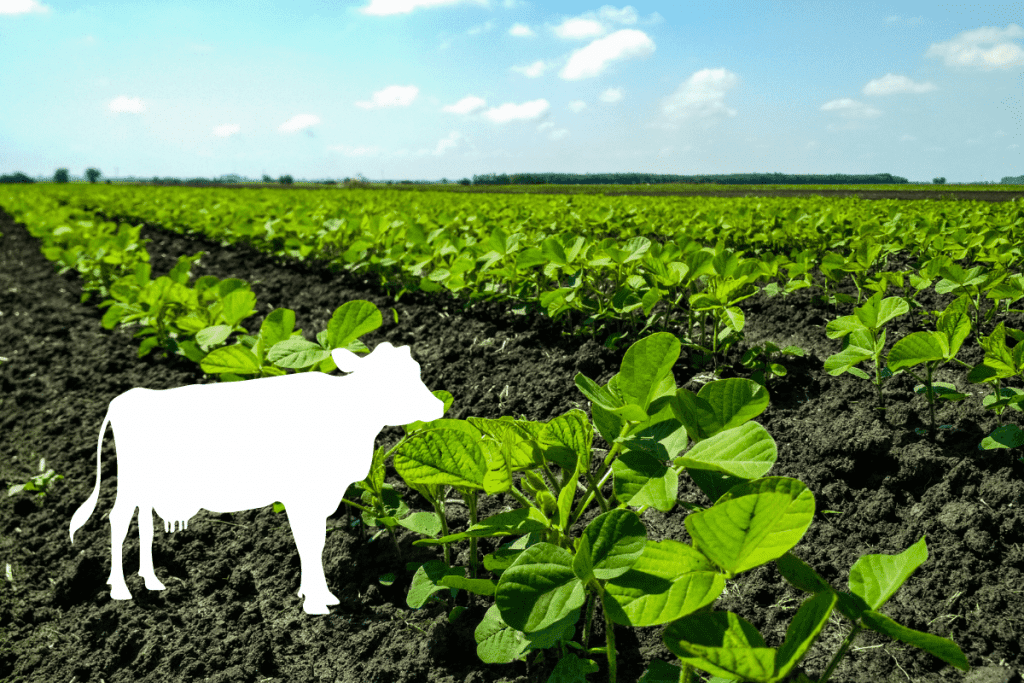 will soybeans kill cattle