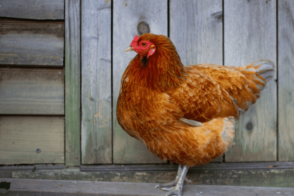 are ameraucana chickens aggressive