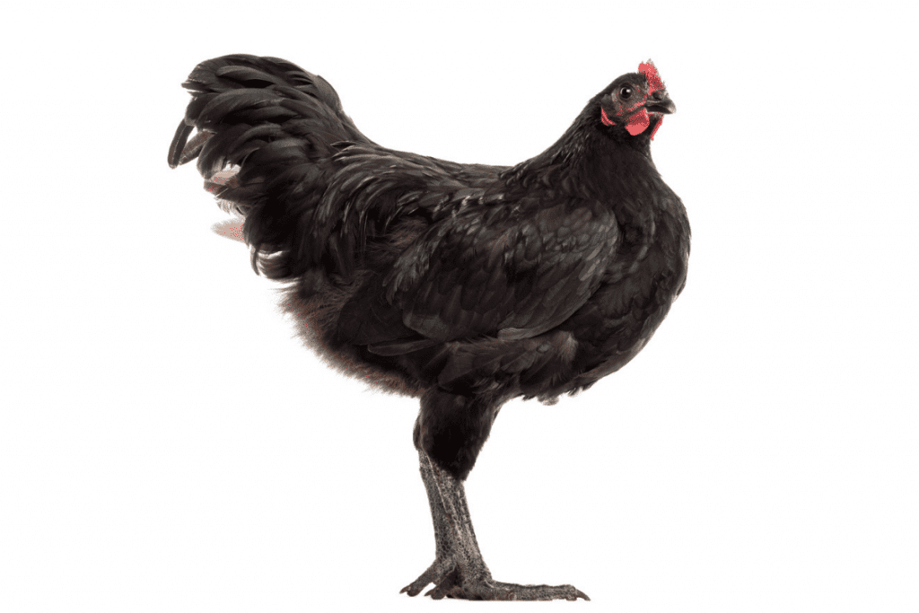 are black australorp chickens broody