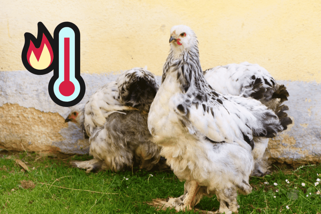 are brahma chickens heat tolerant