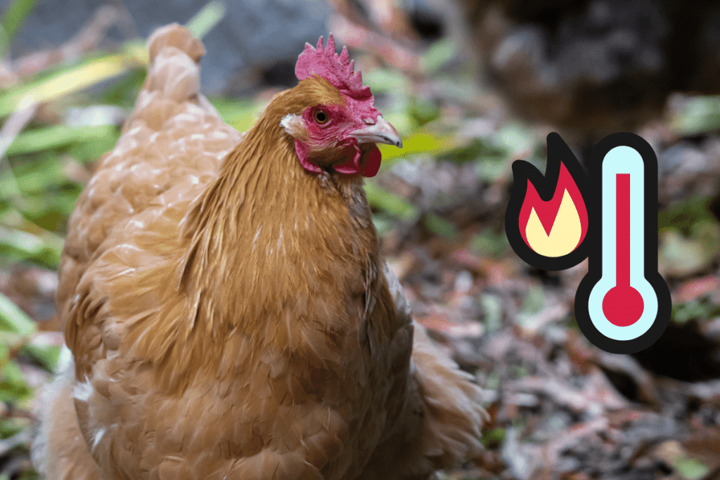 are orpington chickens heat tolerant