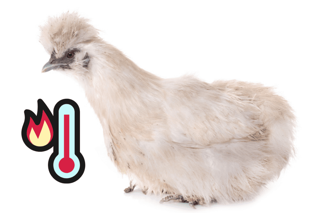 are silkie chickens heat tolerant
