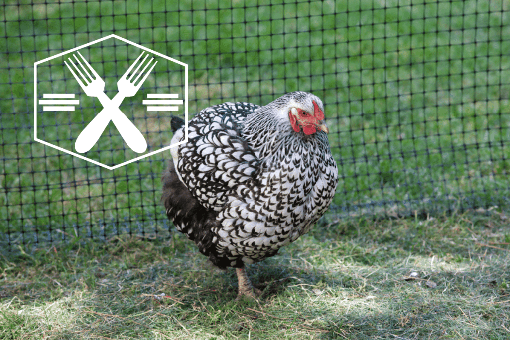 are wyandotte chickens good for meat