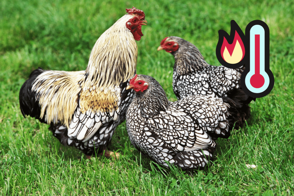 are wyandotte chickens heat tolerant