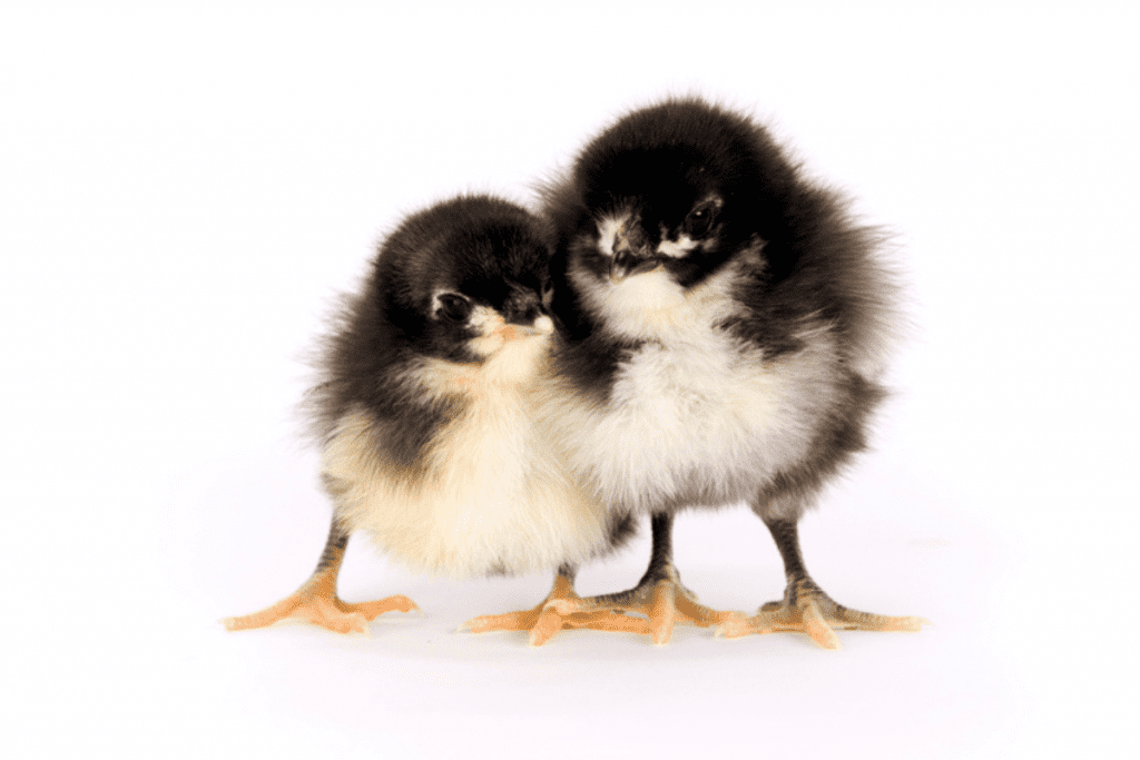 can australorp chicks be sexed