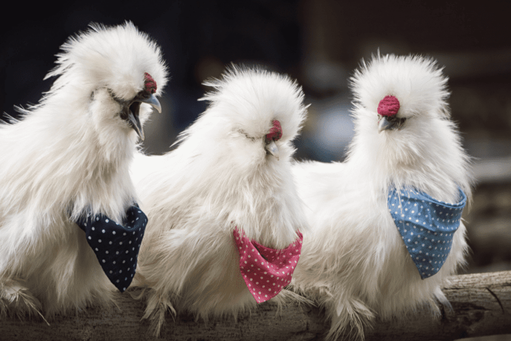 can silkie chickens live with other breeds