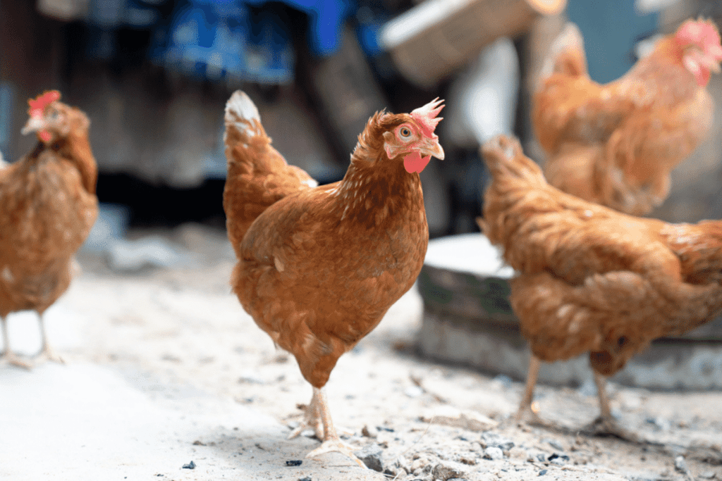 can you breed rhode island red chickens