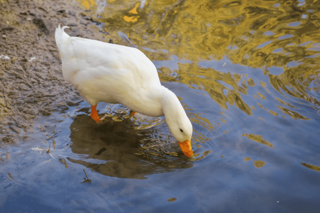 do ducks need water at night