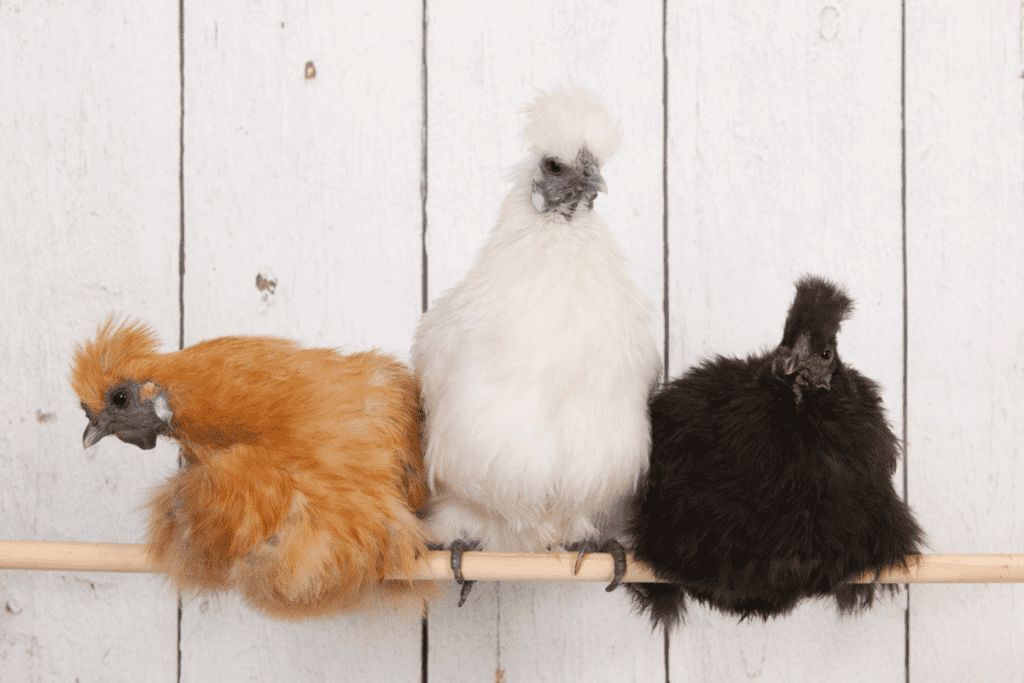do silkie chickens roost