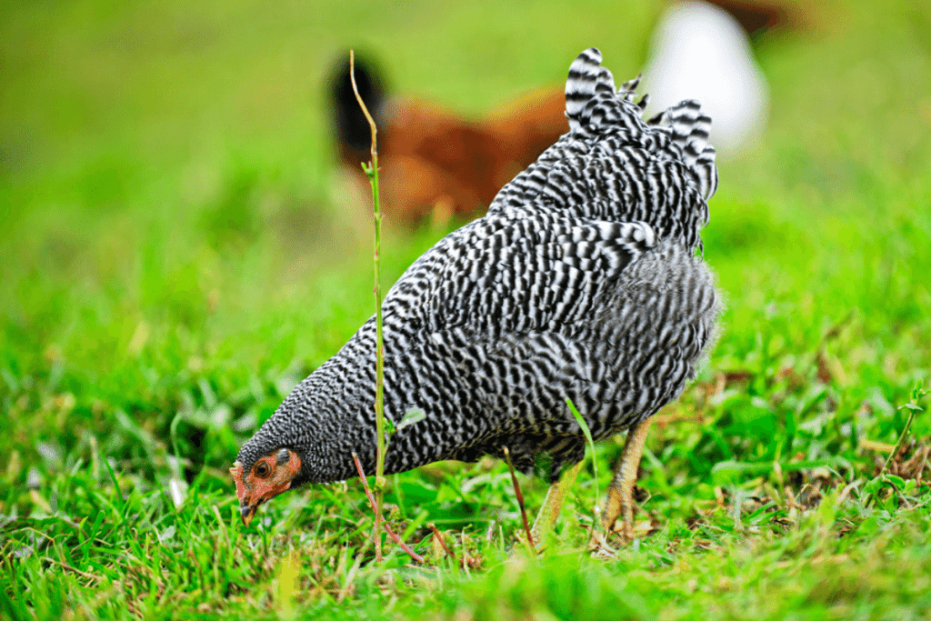 how fast do plymouth rock chickens grow