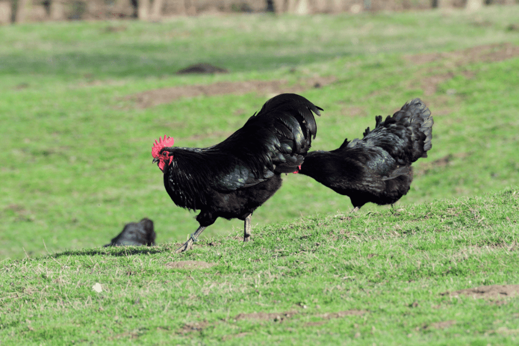 how long do black australorp chickens lay eggs