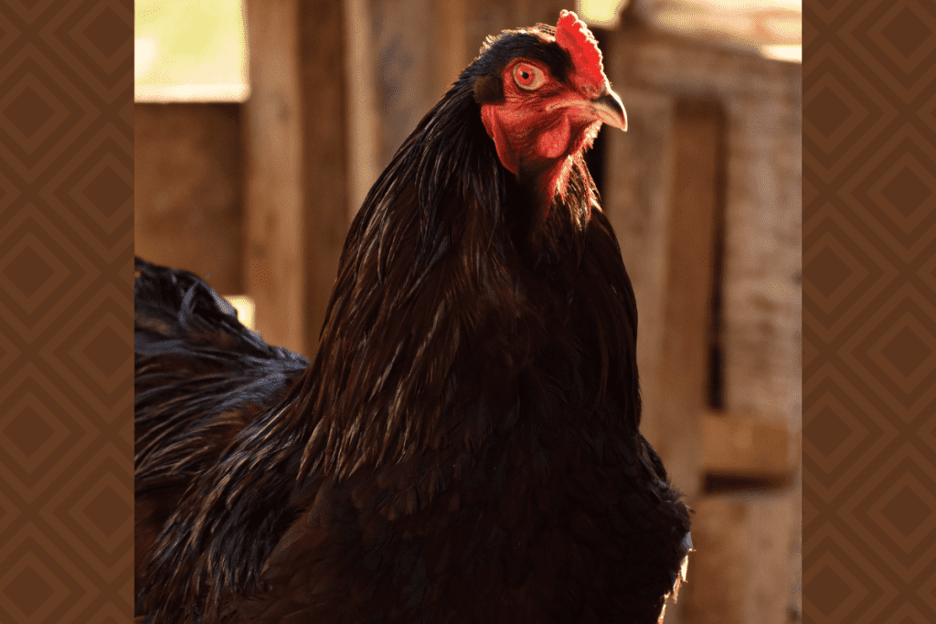 how long do buckeye chickens lay eggs