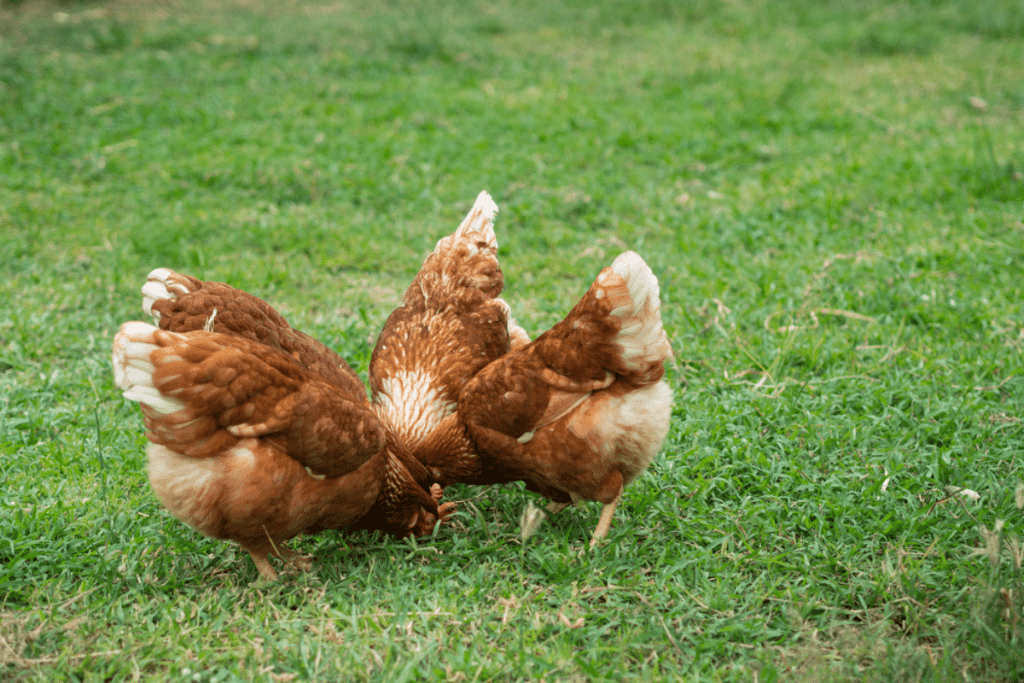 how much food do rhode island red chickens eat
