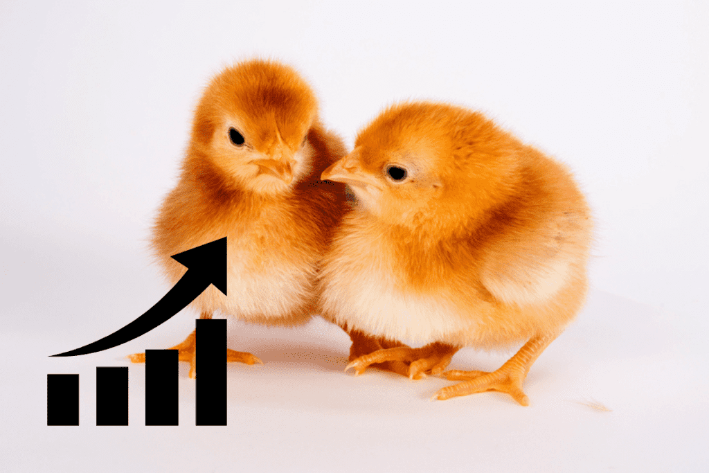 rhode island red growth rate