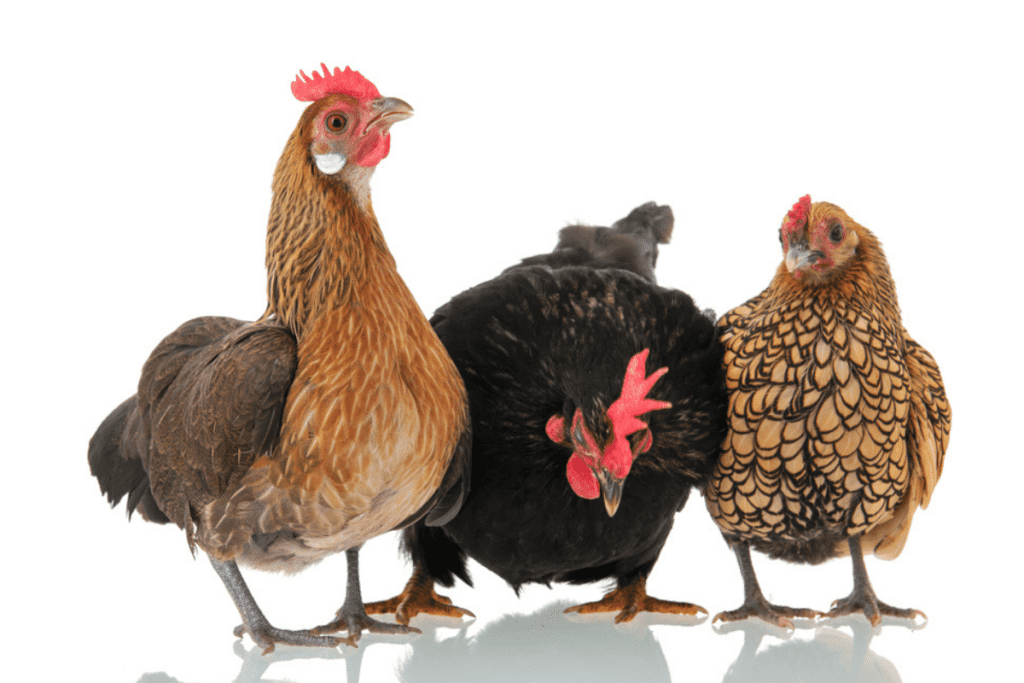 sebright chickens egg laying guide