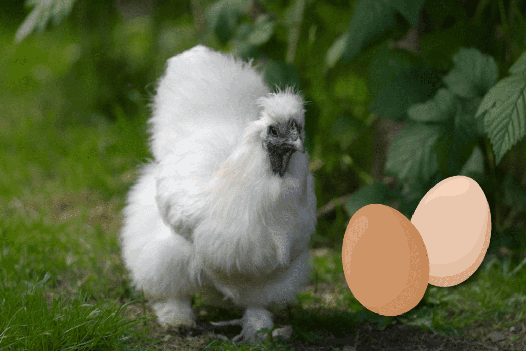 when do silkie chickens start laying eggs