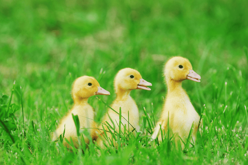 why are ducks yellow