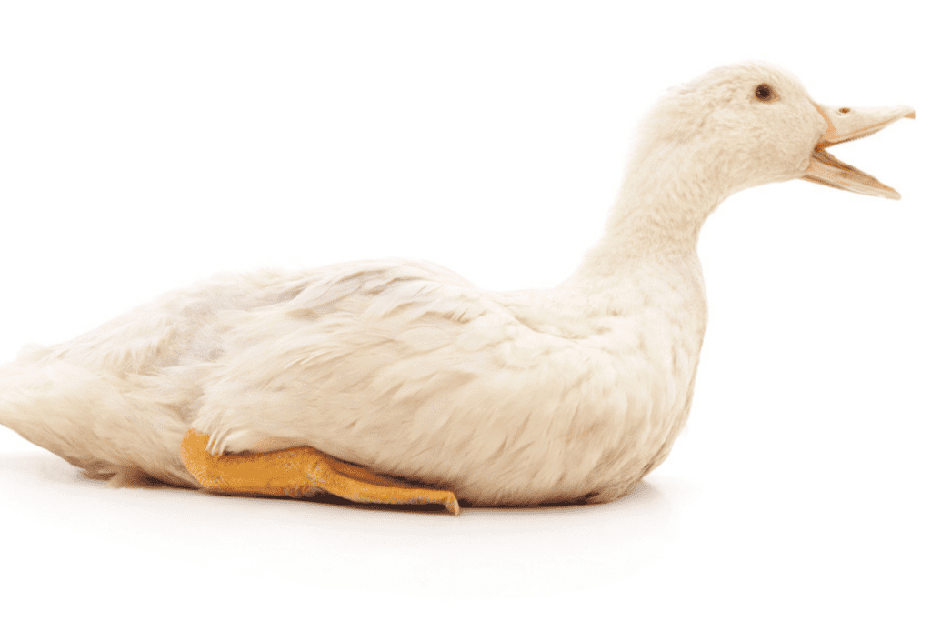 why do ducks quack