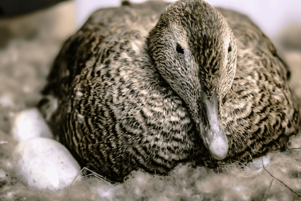 will ducks sit on unfertilized eggs