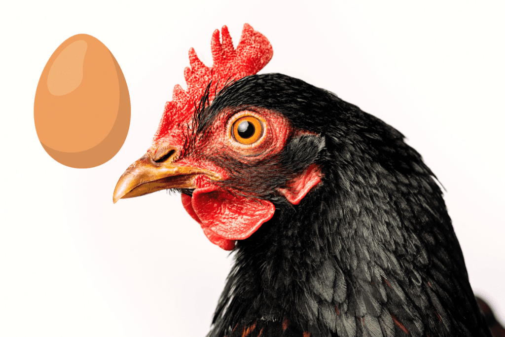 Barnevelder Chicken Eggs