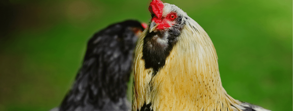 araucana chicken sound level