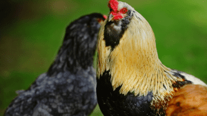 are araucana chickens noisy