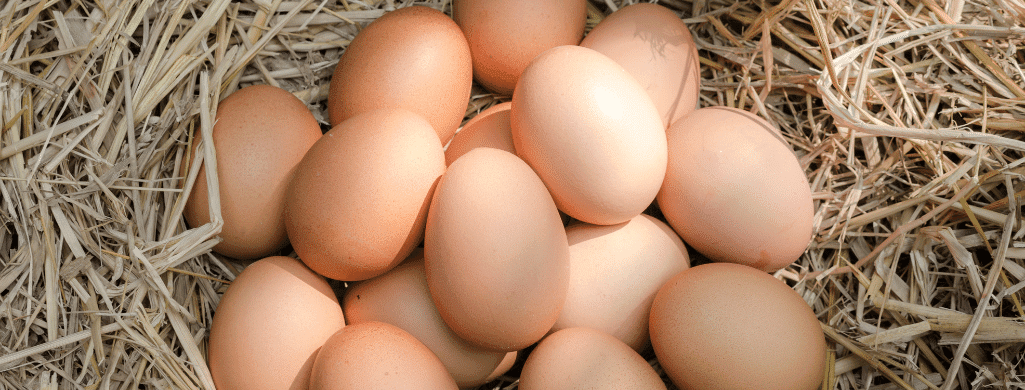 are-delaware-chickens-good-egg-producers