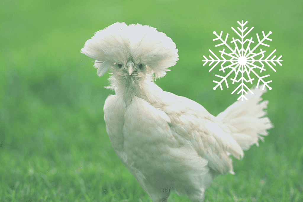 can polish chickens tolerate cold