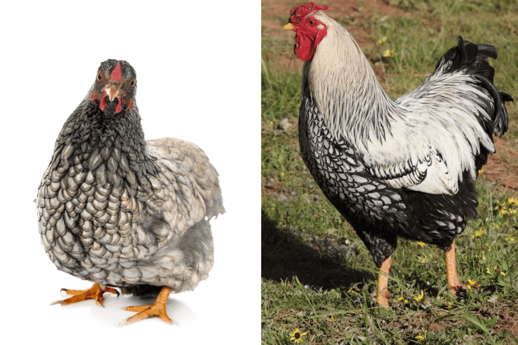 can wyandotte chickens be feather sexed